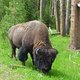yellowstone-buffalo2