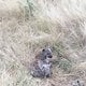 Liebes Tierchen