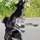 Urlaub Biohof 2015 Hunde -09814