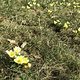 Frühblüher: Winterling