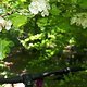 Blüten im Wald