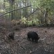 Wildschweine im Tegeler Forst