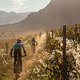 Riders come down through the vineyards of Banhoek Conservancy during stage 6 of the 2019 Absa Cape Epic Mountain Bike stage race from the University of Stellenbosch Sports Fields in Stellenbosch, South Africa on the 23rd March 2019

Photo by Dwayne