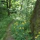 Trail Richtung Wolfsbach