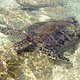 Regelmäßige Besucher an Hawaiianischen Stränden: Diverse Wasser-Schildkröten, &quot;Honu&quot; genannt