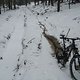 Exsingletrail