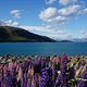 NZ2015 Lake Tekapo Lupinen
