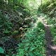 Trail