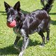 Urlaub Hunde -8136