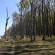 Gespensterwald