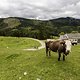 Stadtnah und schnell zu erreichen von Rosenheim aus, reicht die Fahrt in eines der kleinen Täler hinter dem Hochgern um Almeneinsamkeit zu genießen.