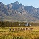 Riders during stage 3 of the 2021 Absa Cape Epic Mountain Bike stage race from Saronsberg to Saronsberg, Tulbagh, South Africa on the 20th October 2021

Photo by Sam Clark/Cape Epic

PLEASE ENSURE THE APPROPRIATE CREDIT IS GIVEN TO THE PHOTOGRAPHER A