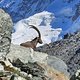 Steinbock am Matterhorn