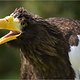 weißkopfseeadler