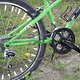 Bianchi Ragno Pholcus 005