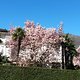 Bellinzona magnolie