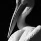 Animal FineArt 002web