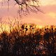 Sonnenuntergang + Bäume + Vögel