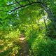 Juniabend im Wald