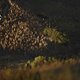 frühes Morgenlicht - Kelvin Trautman/Cape Epic/SPORTZPICS