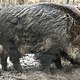 Wildschweine im Tegeler Forst