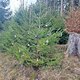 Weihnachtsbaumallee mit Toto schmücken