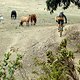 Sharing Trails – im Trailpark bei Cachagua teilen wir die Trails unter anderem mit Pferden