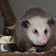 zoo-leipzig-das-schielende-opossum-heidi-ist-ein-star-390x270-81236