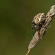 spinne