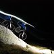 Nightride Davos02