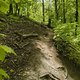 Gratis Wurzeltrail