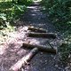 Rheinauer Wald 3