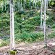 Tiefster Urwald, teils naturbelassene aber auch gebaute Trails säumen den Weg