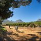 Scenic on Dornier Wine Estate during stage 1 of the 2022 Absa Cape Epic Mountain Bike stage race from Lourensford Wine Estate to Lourensford Wine Estate, South Africa on the 21st March 2022. © Dom Barnardt / Cape Epic