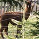 Alpacas -02479
