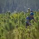 Ex Weltmeister Roel Paulissen in der Zedernplantage - Foto von Nick Muzik-Cape Epic-SPORTZPICS