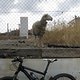 Schafe stehen auf Cube!