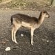 Bambi :D