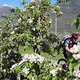 Apfelblüte im Vinschgau