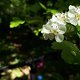 Blüten im Wald