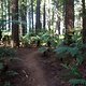 Rotorua Trail 09