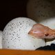 Python-NZ im Ei