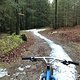 Wandlitzer Forst