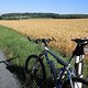 Reifes Feld bei Tröbigau