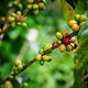 Kolumbien ist großer Kaffeeproduzent. Da werden wir Kaffeeliebhaber natürlich hellhörig. Und schauen uns den Prozess von der Frucht zur Tasse einmal genau an.