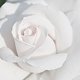 Rose in weiß
