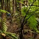Bereits mehrfach vom aktiven Rennfahren zurückgetreten, kitzelt es Fabien Barel hin und wieder in den Fingern und so ist der ehemalige Downhill Weltmeister in Rotorua ebenfalls am Start