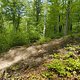 Gratis Wurzeltrail