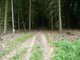 Trail von der Hohen Wurzel richtung Wiesbaden