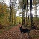 Dogtrekking Mosel: Traumhafter Herbst zwischen Cochem und Valwig. Hinweg auf dem Moselhöhenweg, zurück über Moselsteig/Apolloweg. WELTKLASSE!! Zum Nachwandern: https://www.komoot.de/tour/978317984
